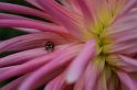 Dahlia 'Adelaide Fontane'